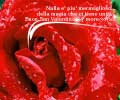San Valentino Rosa rossa